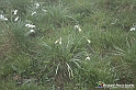 VBS_1143 - Fioritura narcisi a Castelnuovo Nigra 2023